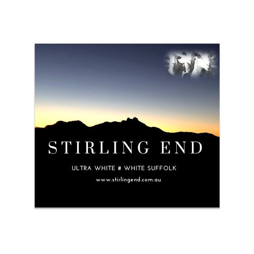 Stirling End White Suffolk & UltraWhite On-Property Ram Sale