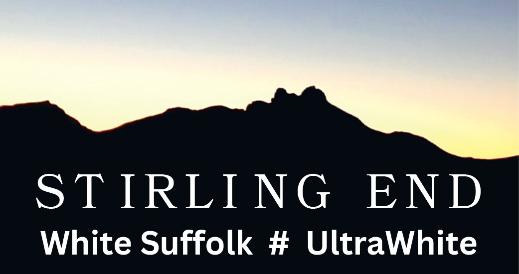 Stirling End White Suffolk & UltraWhite Ram On-property Ram Sale