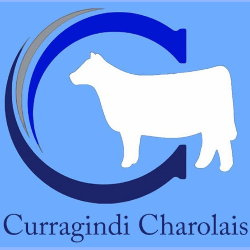MONARO BRED CURRAGINDI CHAROLAIS & ANGUS BULL SALE