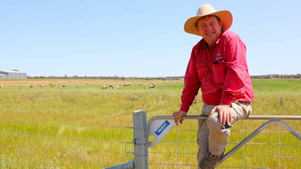 Influx of northern Qld sheep helps to fill out Forbes saleyards’ coffers