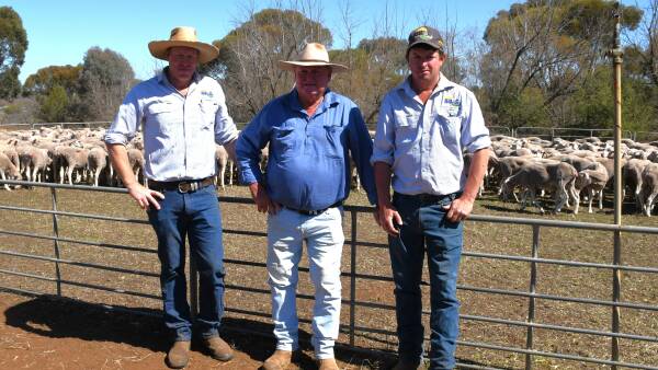 Ulooloo-blood Dohne ewes top Yelta sale with Wamberra Station dispersal