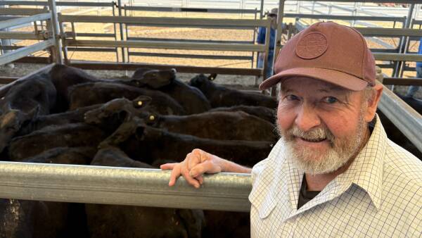 Tight supply and big rain sparks fierce bidding competition at Tamworth sale