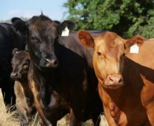 Profile picture of Hicks Beef