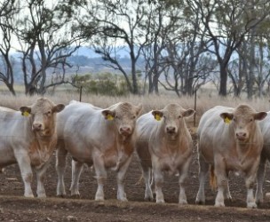Profile picture of Mountview Charolais