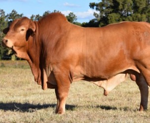 Profile picture of Bryvonlea Droughtmaster Stud