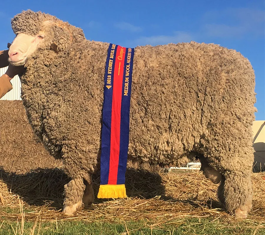 Merino-semen-sire-RP16-2723