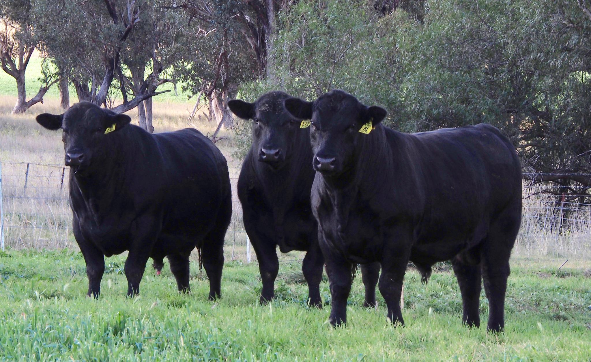 Tivoli Angus | LiveStock Connect